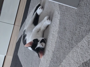 Wunderschönes Katzenbaby sucht ein liebevolles Zuhause   