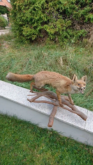 Tierpräparate
