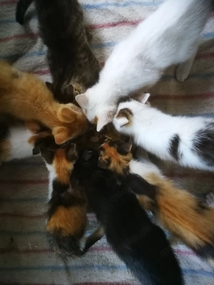 Verkaufe junge Katzen