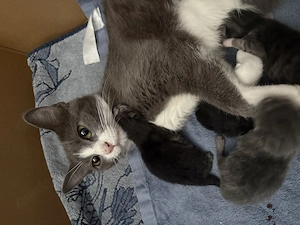 Unsere Katze hat vier gesunde Babys zur Welt gebracht 