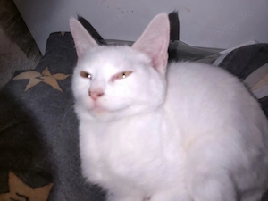 Main coon   bkh x ekh