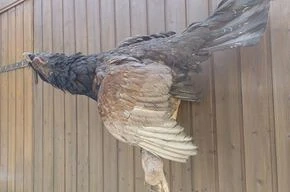 Tierpräparat