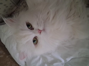 Blh kater 1 jahr sucht ein neues zuhause