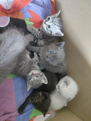 BKH Kitten suchen im August liebevolle Familien 