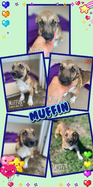 aufgeweckter, fröhlicher, hübscher Welpenjunge "Muffin" sucht ein liebevolles Zuhause