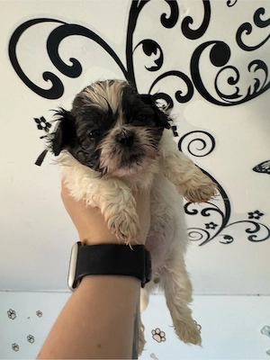 Shihtz Welpen 