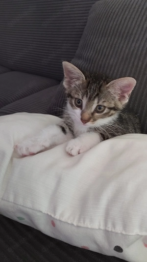 12 Wochen altes Katzenmädchen 