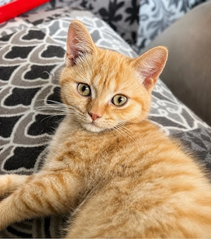 Reinrassiger BKH Kater mit Stammbaum Bild 2