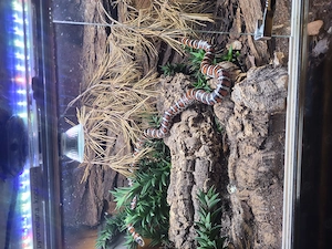 1.1 Lampropeltis pyromelana knoblochii