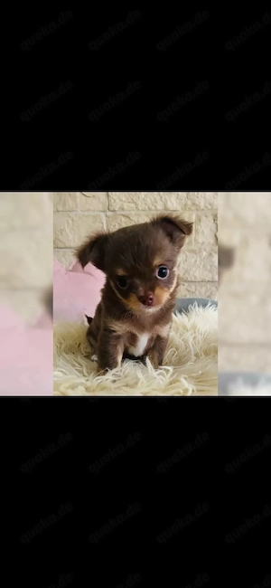 Chihuahua Welpen 
