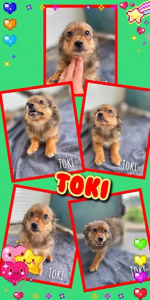 bildhübscher, aufgeweckter, menschenbezogener Welpenjunge "Toki" sucht ein liebevolles Zuhause
