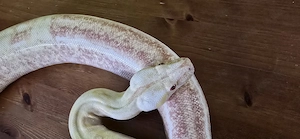 Boa Constrictor Imperator Albino Sunglow 