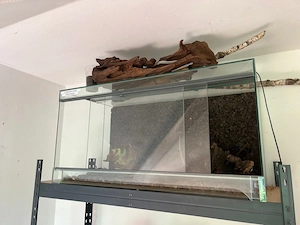 Terrarium Glas