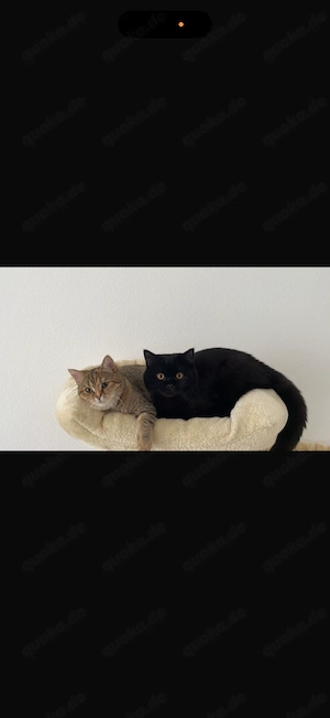 Katzen schweren Herzens zu verkaufen