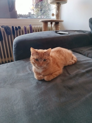 Bkh mix Mädchen 1 Jahr 