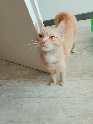 Bkh mix Mädchen 1 Jahr 