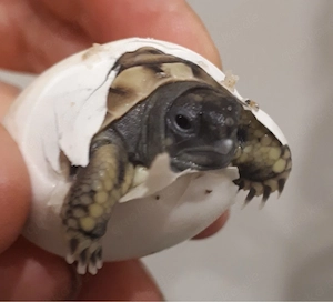 Griechische Landschildkröten THB von 2025