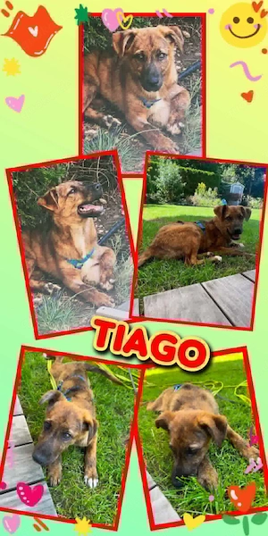 sehr lieber, menschenbezogener, offener Welpenjunge "Tiago" sucht ein liebevolles Zuhause