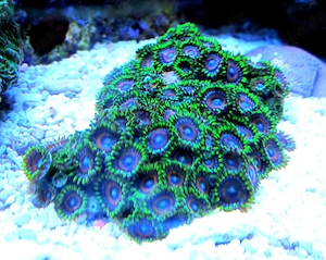 Korallenableger- Meerwasser- krustenanemonen Zoanthus " Watermelon"