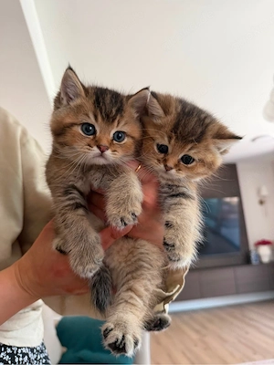 BKH Kitten suchen ein liebevolles zu Hause