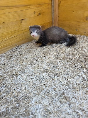 Frettchen Welpen 