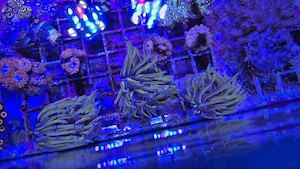 Meerwasser Aquarium Korallen LPS Euphyllia Glabrescens NYK 