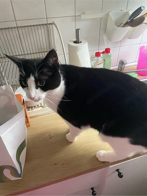 Kater sucht neues zuhause 