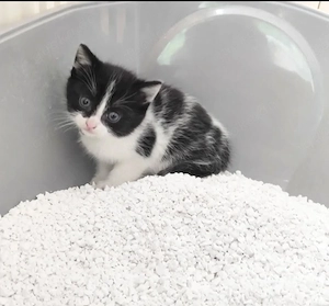 Babykatze Kitten gesucht 
