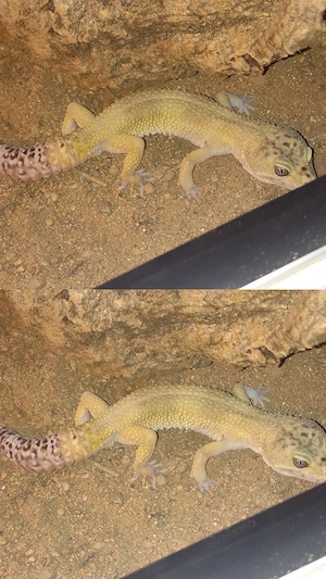  Wunderschöner Leopardgecko männlich :)