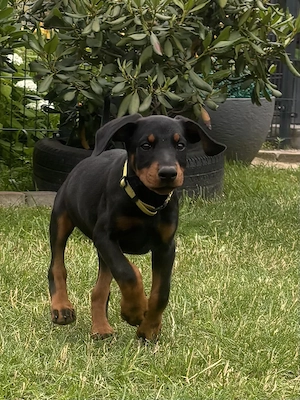 Dobermann Welpen 