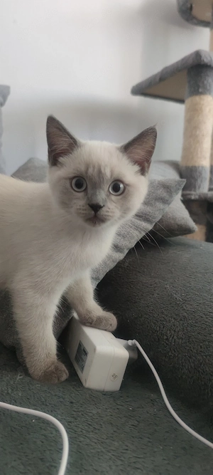 Wunderschöner Britisch Langhaar Kater zu verkaufen!