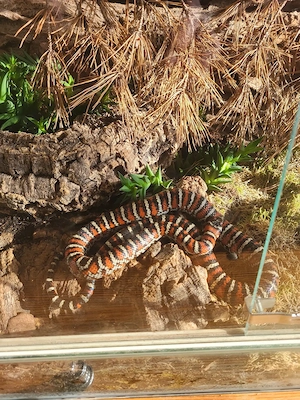 1.1 Lampropeltis pyromelana knoblochii