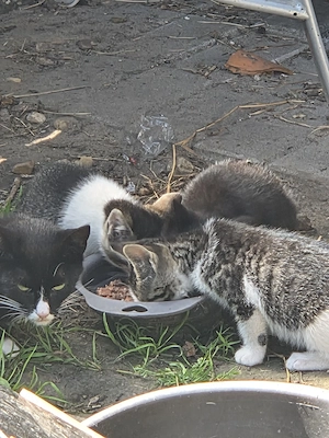 Junge Katzen vom Mai