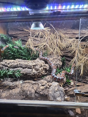 1.1 Lampropeltis pyromelana knoblochii