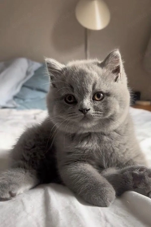 bkh kitten 