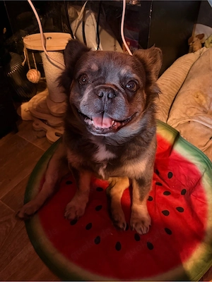 französische bulldogge fluffy 