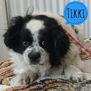 Tikki, wundersüßer kleiner Rüde, King Charles   Pekinese Mix