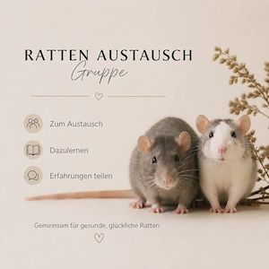 WhatsApp Chat Ratten Farbratten Liebhaber Haltung Zucht 