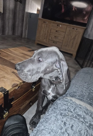 Deutsche dogge rüde 
