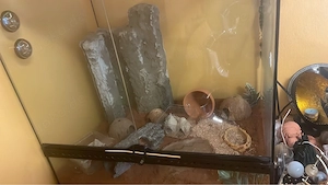 Terrarium mit Leopardgecko in liebevoll Hände abzugeben