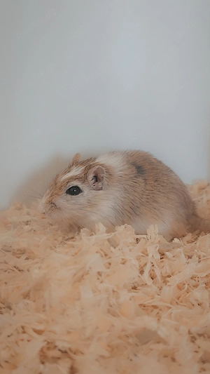 Wüstenrennmaus abzugeben 