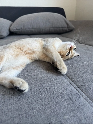 Golden Shaded Bkh Kater