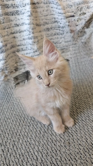 Maine Coon Kitten