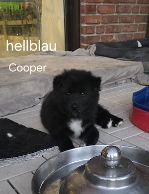 Traumhafte Eurasier-Samojede Mix-Welpen suchen ihr Herzenszuhause