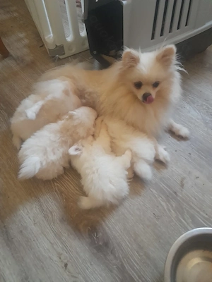 Hübsche Pomeranian Zwergspitz Welpen Bild 6