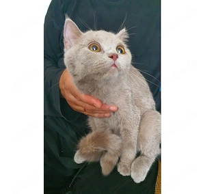 süße BKH Kitten mix