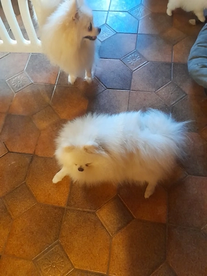 Hübsche Pomeranian Zwergspitz Welpen Bild 8