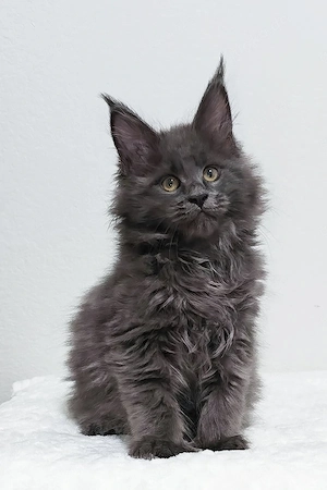 Wunderschönes, 4 Monate altes Maine-Coon-Kätzchen sucht ein liebevolles Zuhause   