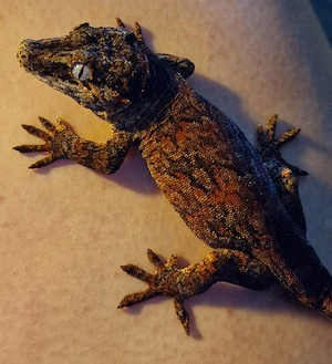 Rhacodactylus auriculatus 0.0.2