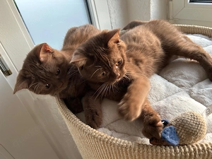BKH Kitten in Cinnamon